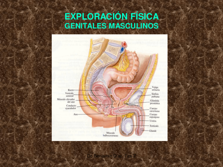 Miniatura del documento Exp. físi. genitales masc..pdf