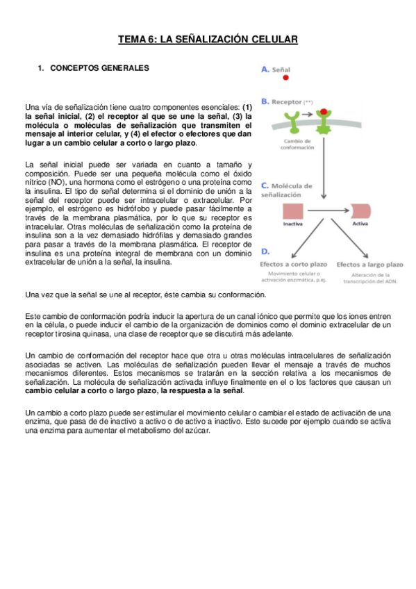 Miniatura del documento TEMA 6- señalización celular.pdf