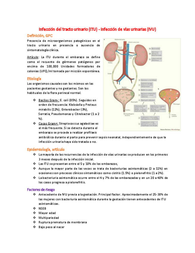 Miniatura del documento 15 Infección del tracto urinario - ITU.pdf