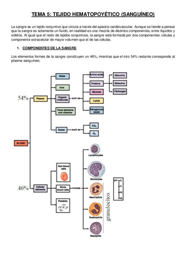 Miniatura del documento TEMA 5 tejido hematopoyetico.pdf