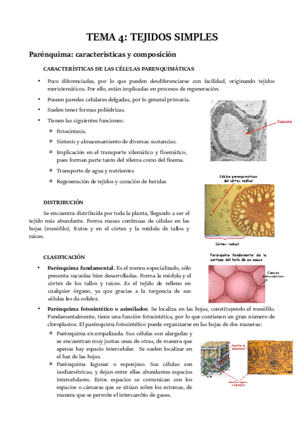 Miniatura del documento TEMA 4.pdf