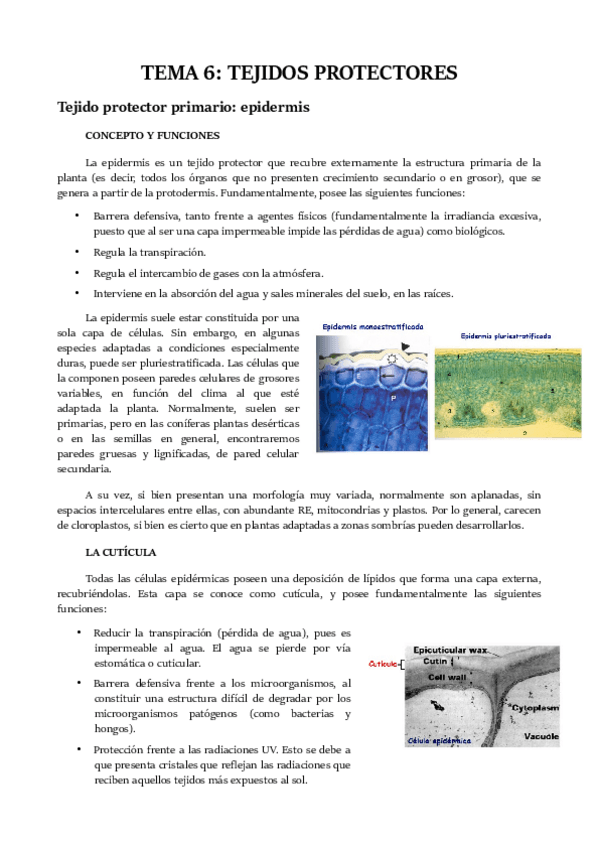 Miniatura del documento TEMA 6.pdf