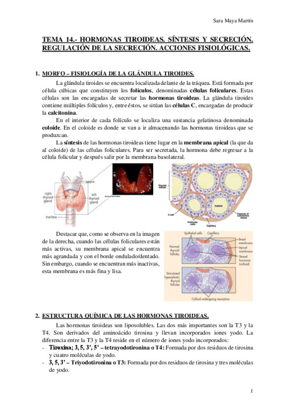 Miniatura del documento TEMA 14.- HORMONAS TIROIDEAS. SÍNTESIS Y SECRECIÓN. REGULACIÓN DE LA SECRECIÓN. ACCIONES FISIOLÓGICAS..pdf
