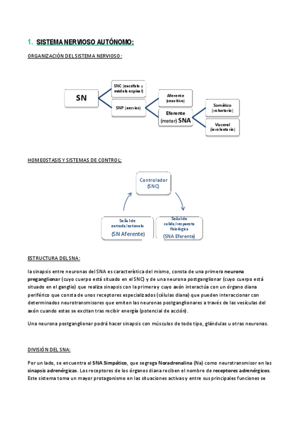Miniatura del documento 1 - S. NERVIOSO AUTÓNOMO.pdf