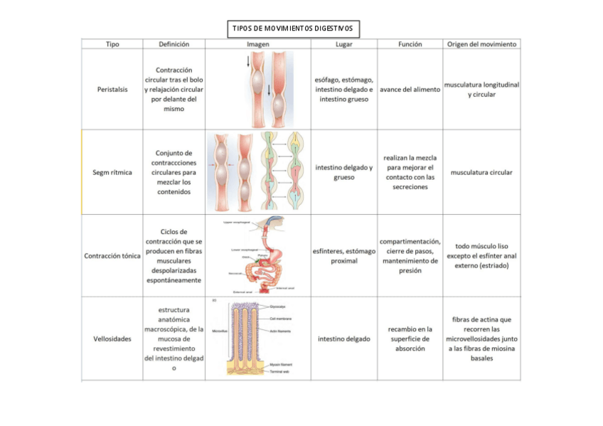 Miniatura del documento TABLA TIPOS MOVIMIENTOS DIGESTIVOS.pdf