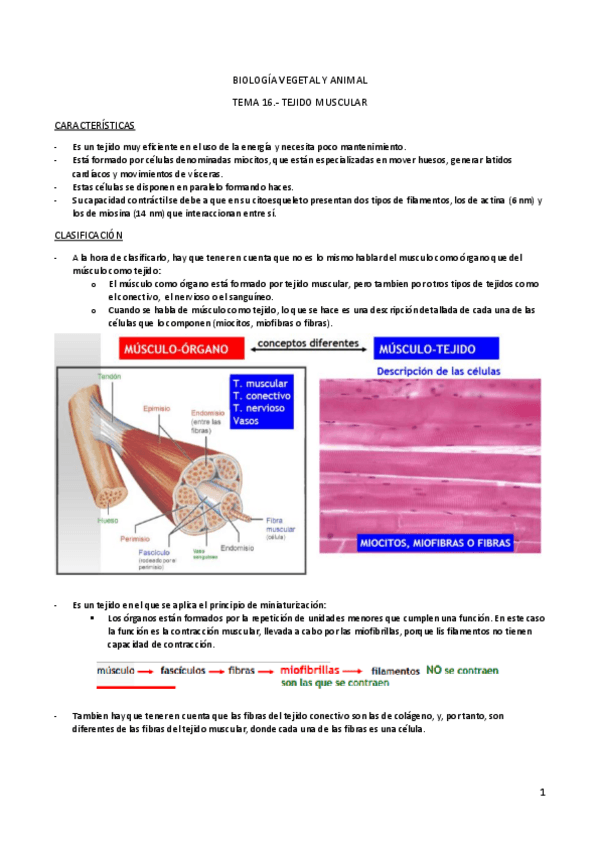 Miniatura del documento TEMA 16.- TEJIDO MUSCULAR.pdf