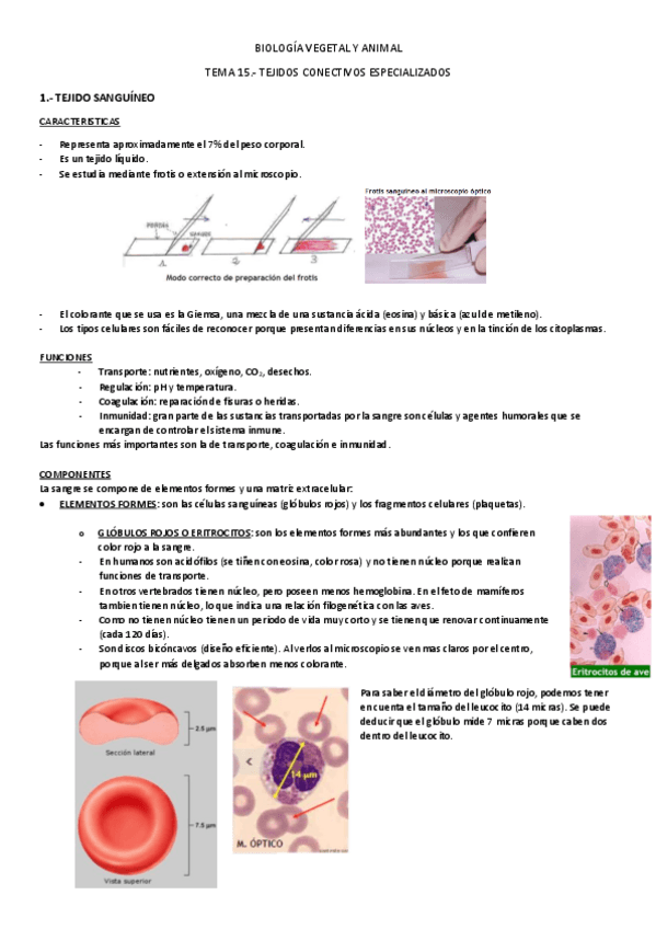 Miniatura del documento TEMA 15.- TEJIDOS CONECTIVOS ESPECIALIZADOS.pdf