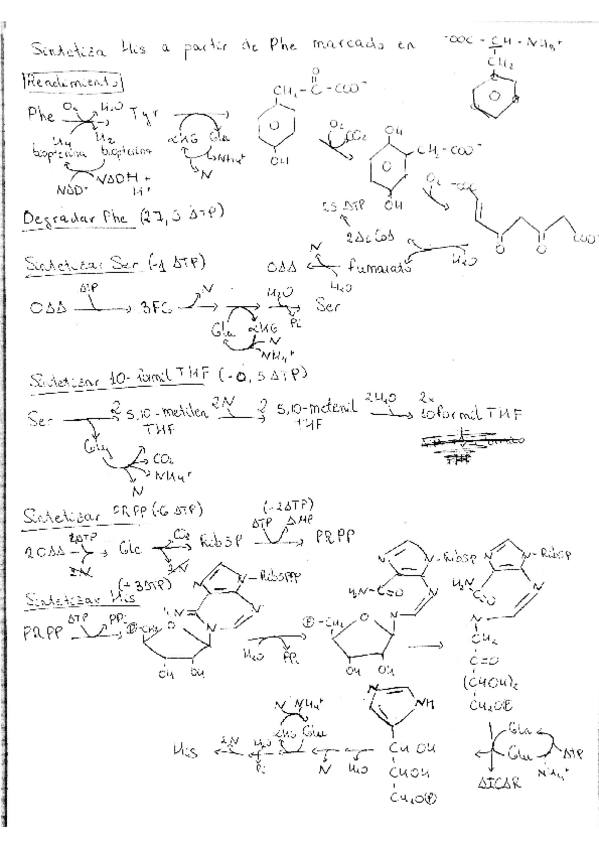 Miniatura del documento His a partir de Phe.pdf