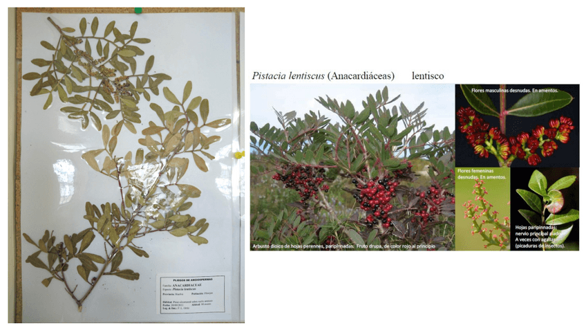 Miniatura del documento Pliegos.pdf