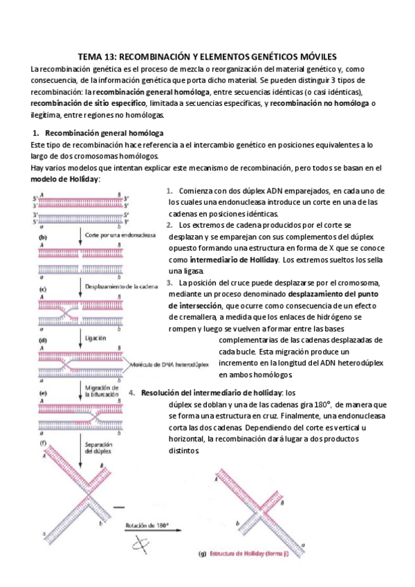 Miniatura del documento TEMA 13_ RECOMBINACIÓN Y ELEMENTOS GENÉTICOS MÓVILES.pdf