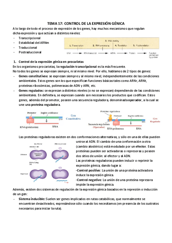 Miniatura del documento TEMA 17_ CONTROL DE LA EXPRESIÓN GÉNICA.pdf