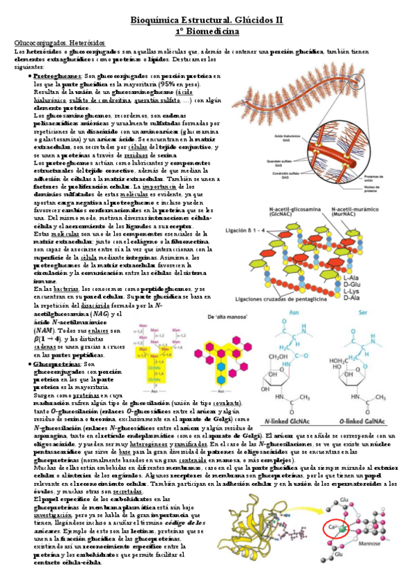 Miniatura del documento Glucidos-2.pdf