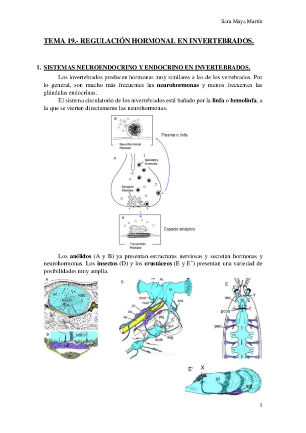 Miniatura del documento TEMA-19-REGULACION-HORMONAL-EN-INVERTEBRADOS.pdf