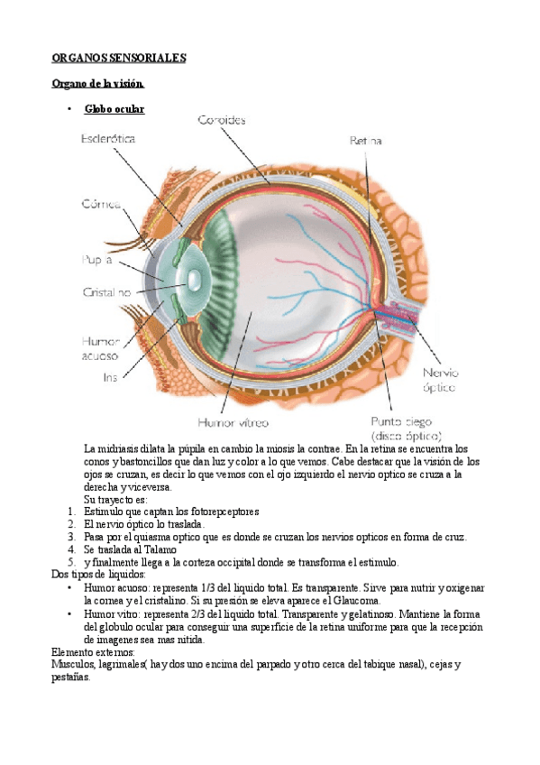 Miniatura del documento ORGANOS SENSORIALES.pdf