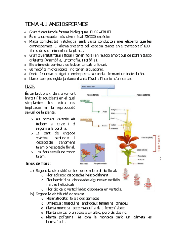 Miniatura del documento Angioespermes.pdf