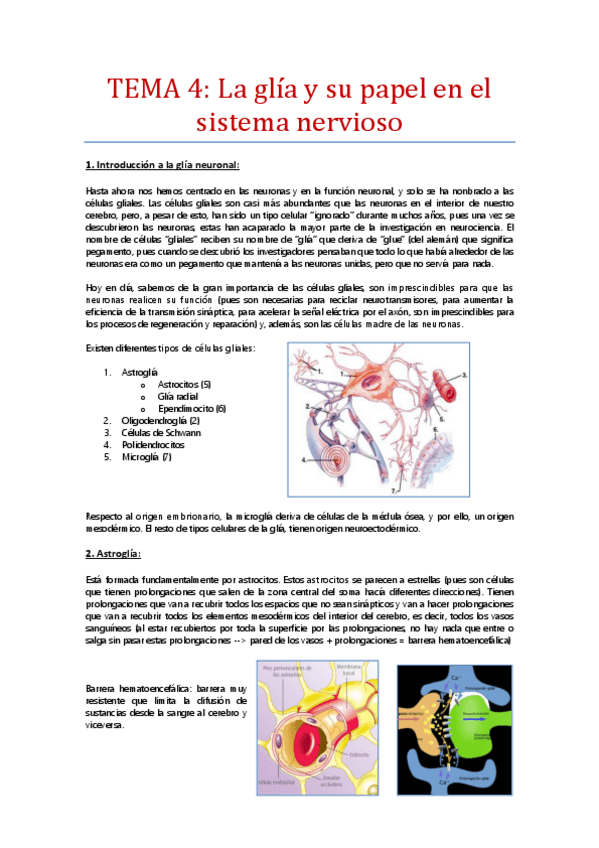 Miniatura del documento Tema-4-La-gliapapel-en-el-desarrollo-del-SN-la-funcion-neuronal-y-la-neurodegeneracion.pdf