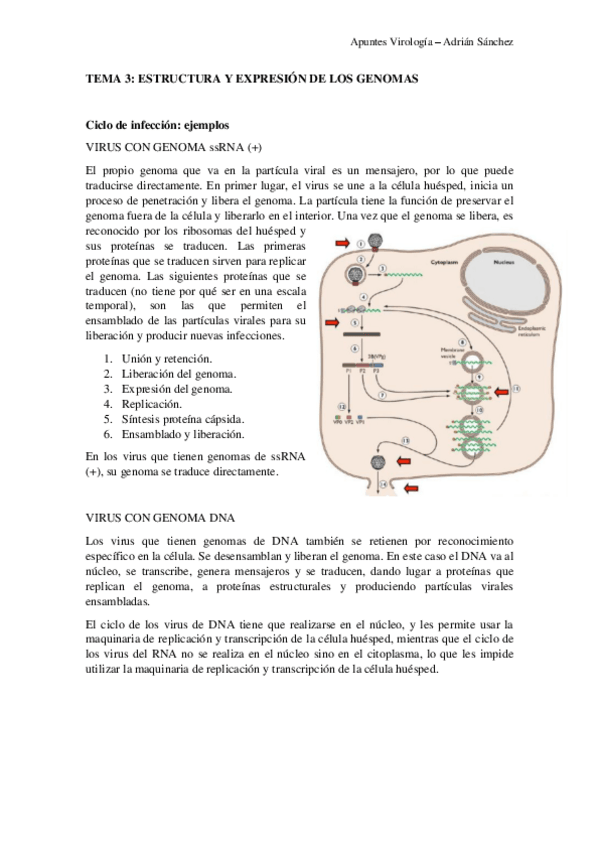 Miniatura del documento TEMA-3-virologia.pdf