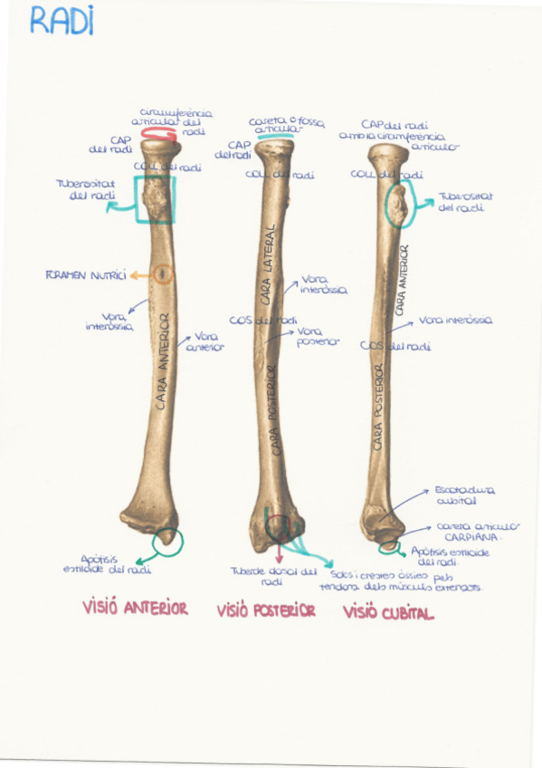 Miniatura del documento 9.-Radi.pdf