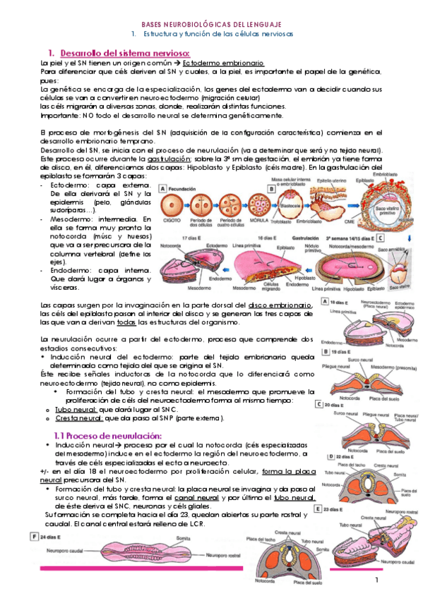 Miniatura del documento 1.pdf