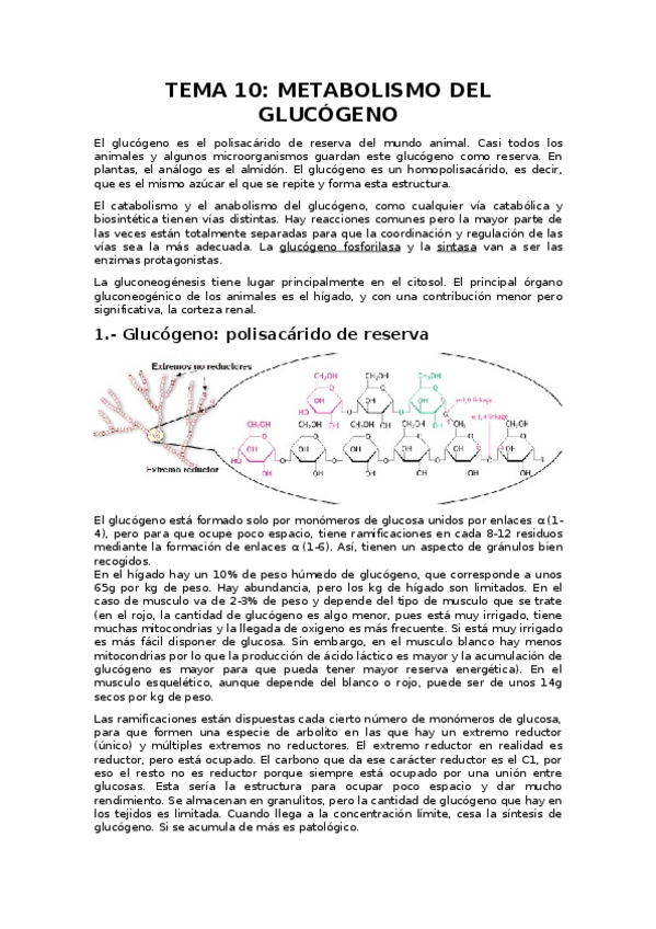 Miniatura del documento Apuntes-Tema-10-Metabolismo-del-glucogeno.docx