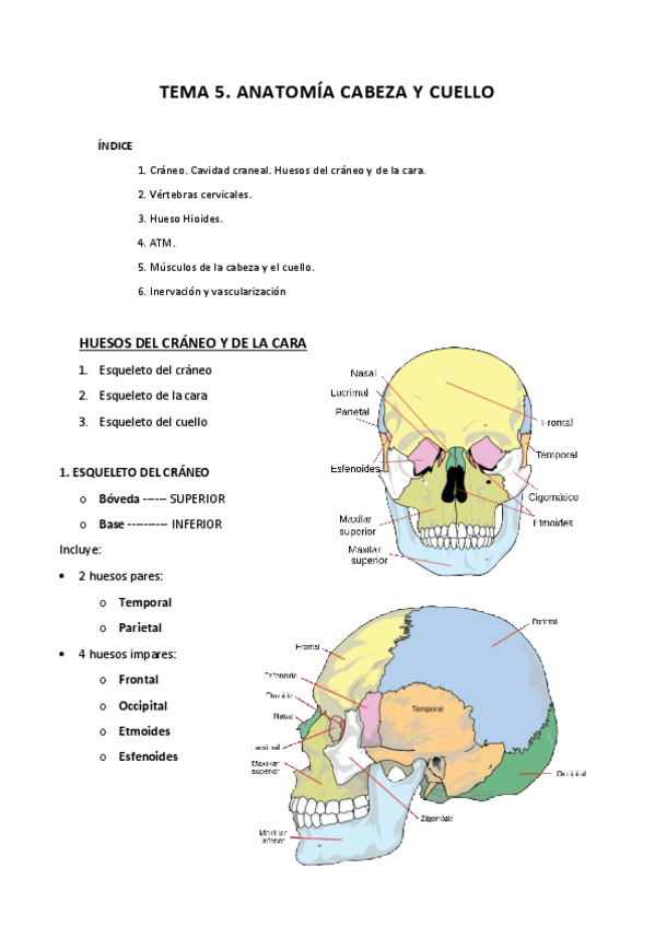 Miniatura del documento Anatomia-T5.pdf