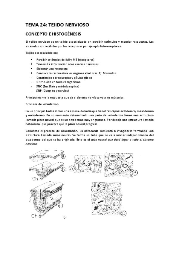 Miniatura del documento TEMA-24-APUNTES.pdf