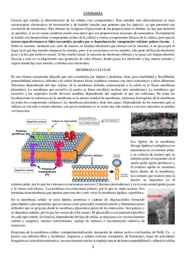 Miniatura del documento citologia-primer-parcial.pdf