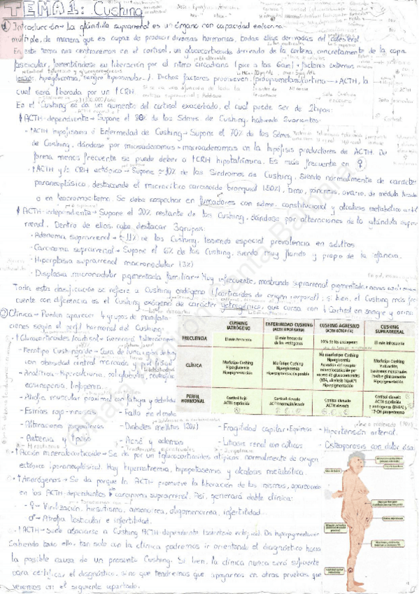 Miniatura del documento Endocrino 1.pdf