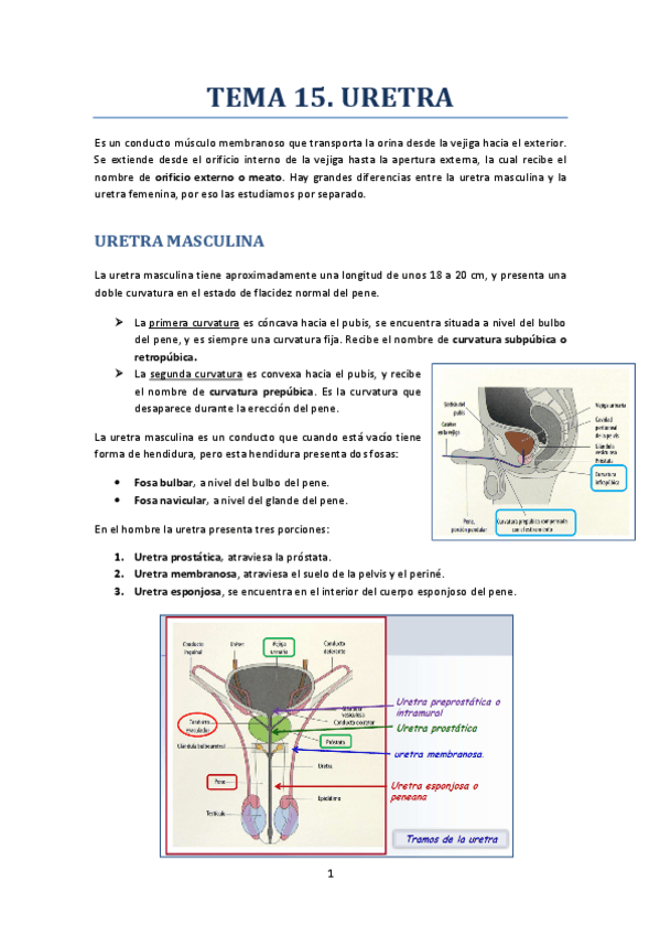 Miniatura del documento TEMA 15. URETRA.pdf