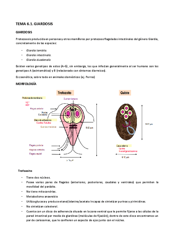 Miniatura del documento TEMA-6a-Giardosis.pdf
