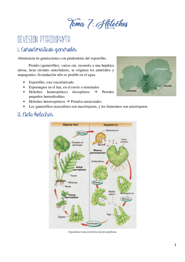 Miniatura del documento Tema-7.pdf