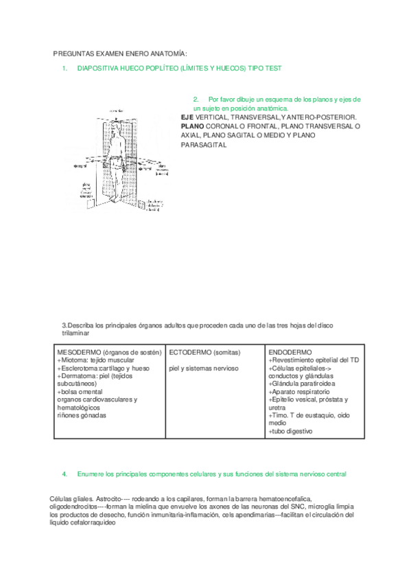 Miniatura del documento PREGUNTAS-EXAMEN-ENERO-ANATOMIA.docx