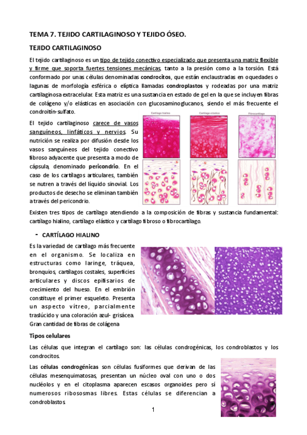 Miniatura del documento Tema-7.pdf