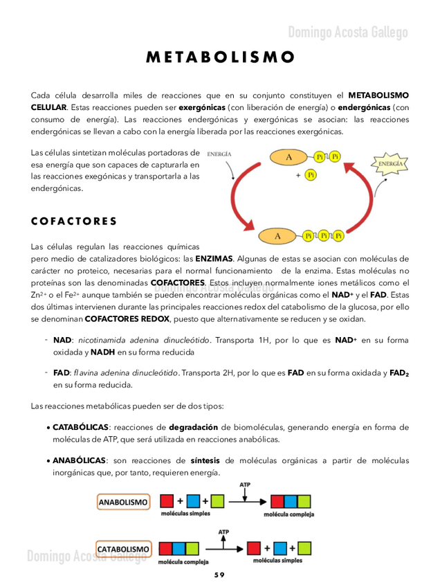 Miniatura del documento Metabolismo-.pdf