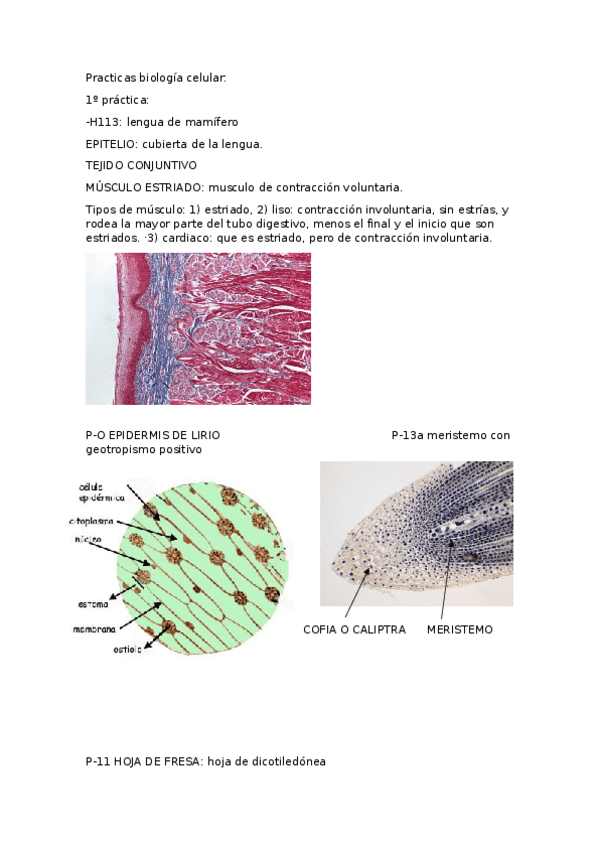 Miniatura del documento Practicas-biologia-celular.docx