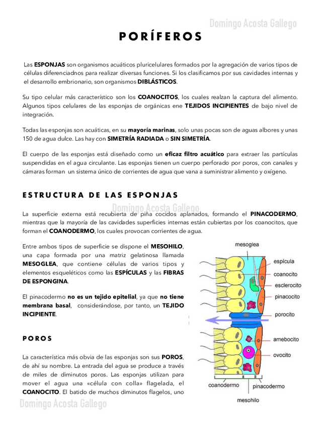 Miniatura del documento Poriferos.pdf