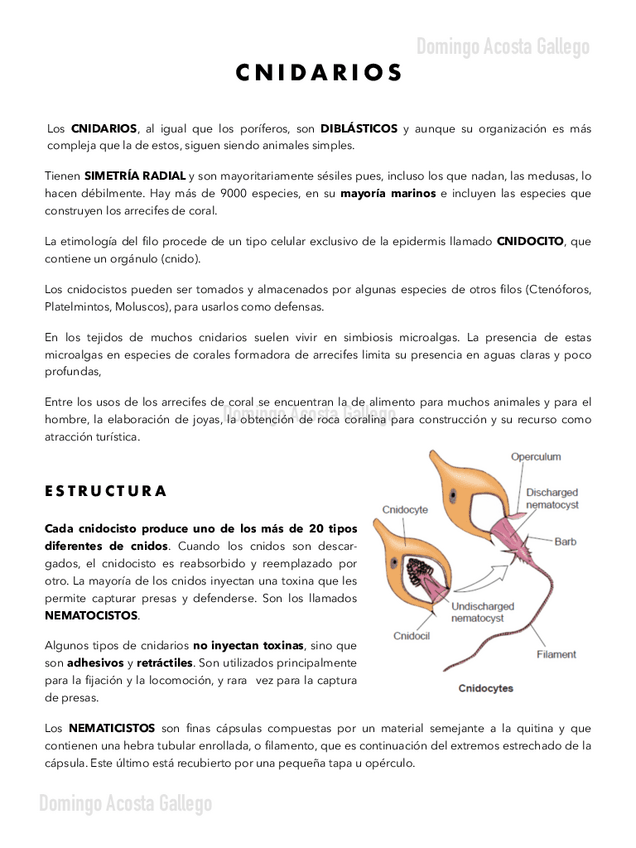 Miniatura del documento Cnidarios.pdf
