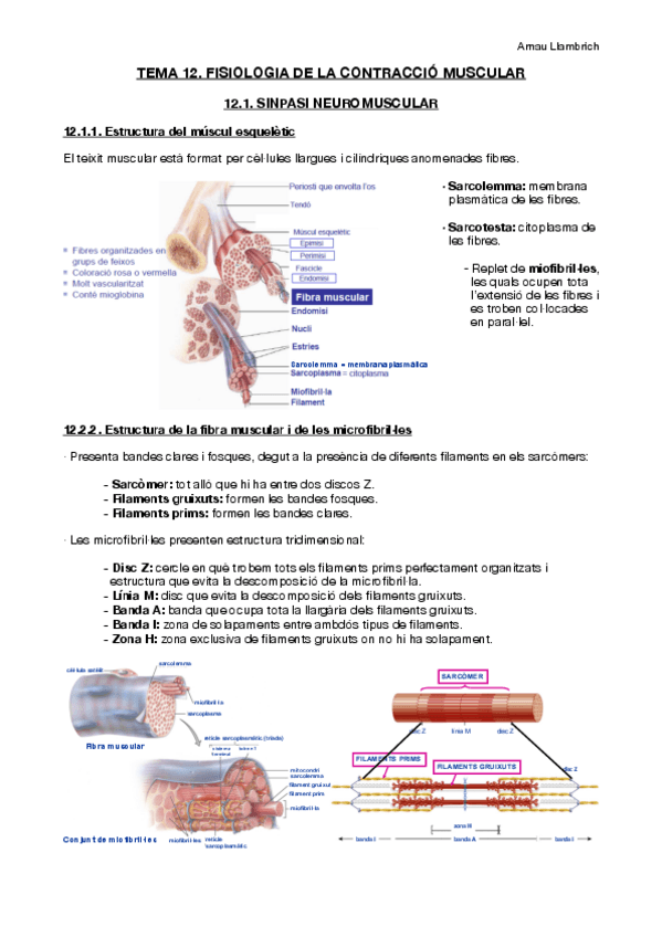 Miniatura del documento Apunts-Fisiologia-i-Fisiopatologia-I-Tema-12.pdf
