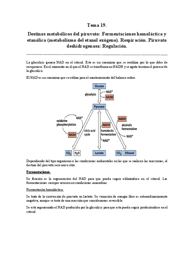 Miniatura del documento Tema 19.pdf