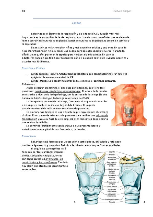 Miniatura del documento 2.Laringe