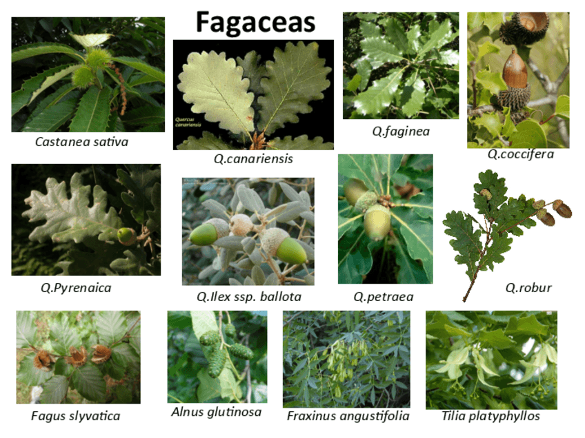 Miniatura del documento Prácticas identificación.pdf