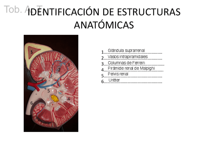Miniatura del documento 1Modelos-IDENTIFICACION-DE-ESTRUCTURAS-ANATOMICAS-notas-2watermark.pdf