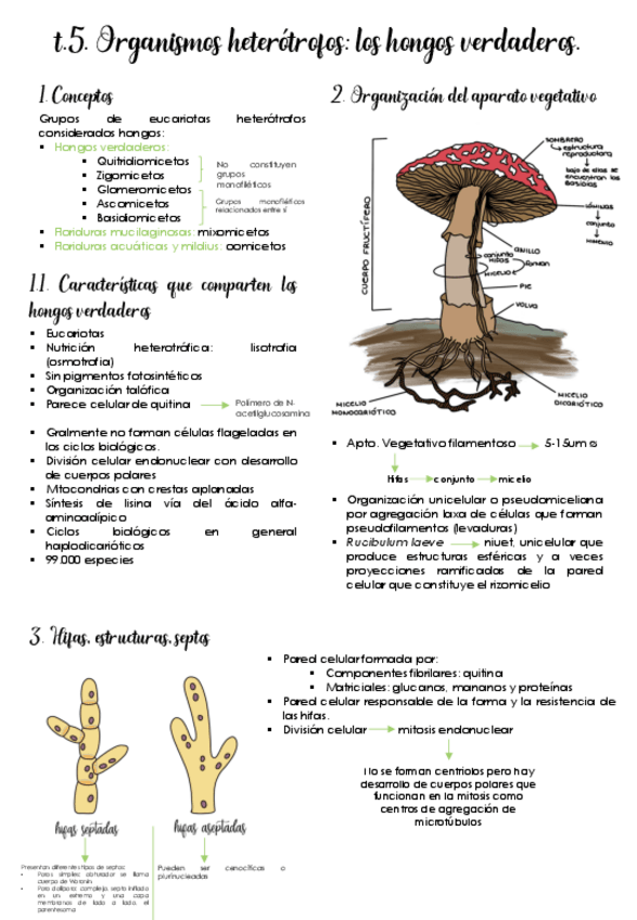 Miniatura del documento Tema-5-Hongos-verdaderos.pdf