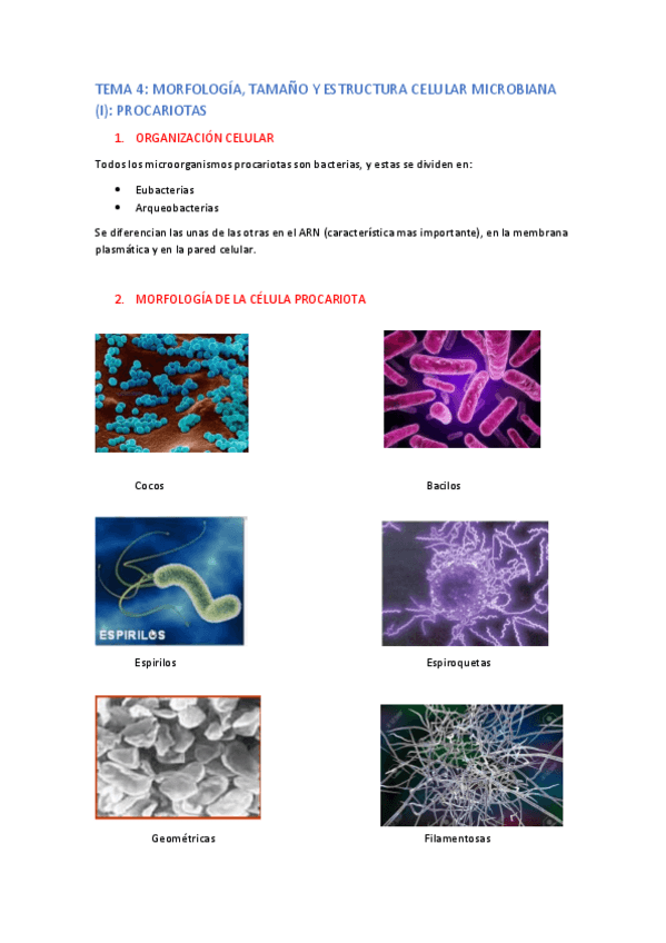 Miniatura del documento TEMA-4-apuntes.pdf