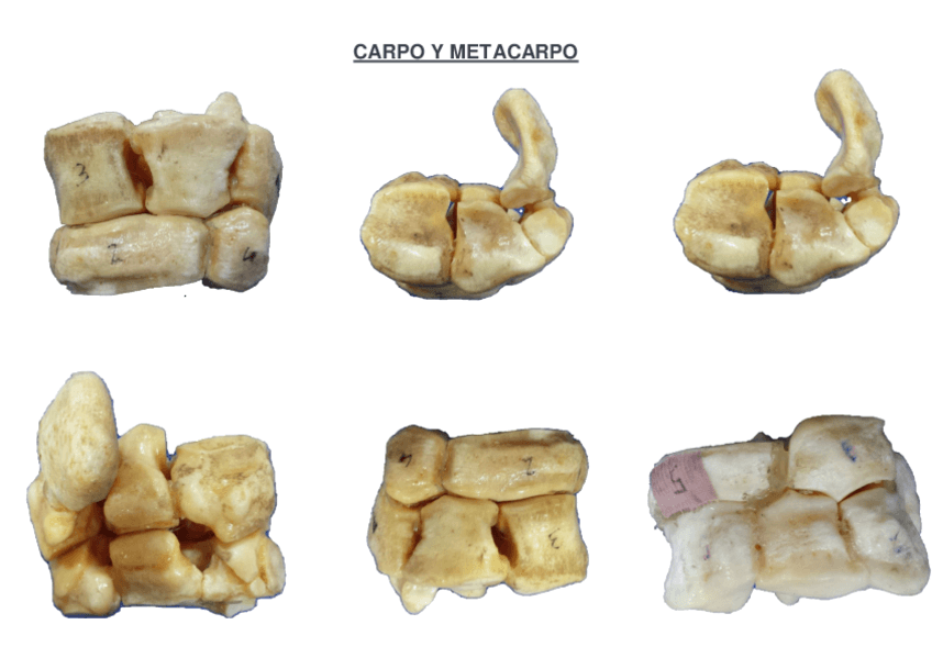 Miniatura del documento CARPO-Y-METACARPO.pdf