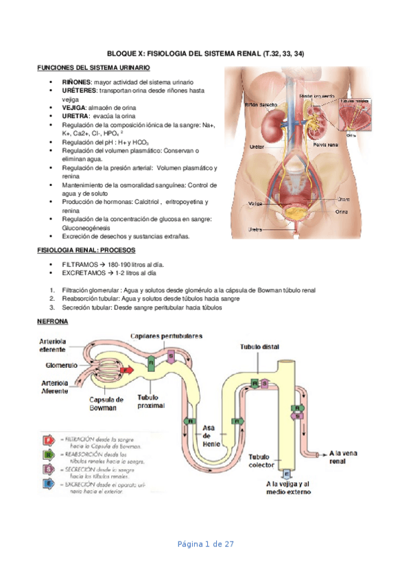 Miniatura del documento BLOQUE-X-fisiologia-del-sistema-renal.docx