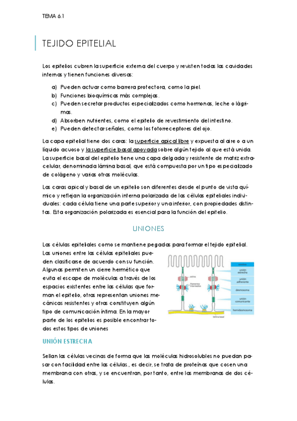 Miniatura del documento TEMA-TEJIDO-EPITELIAL-6.pdf