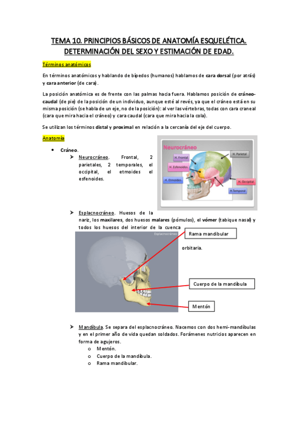 Miniatura del documento TEMA-10-antropo.pdf