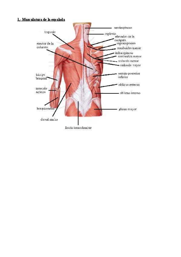 Miniatura del documento posibles-preguntas-cortas-.pdf