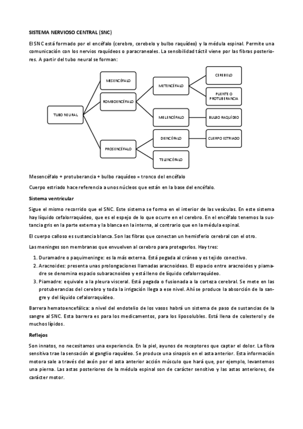 Miniatura del documento SISTEMA-NERVIOSO-CENTRAL.pdf